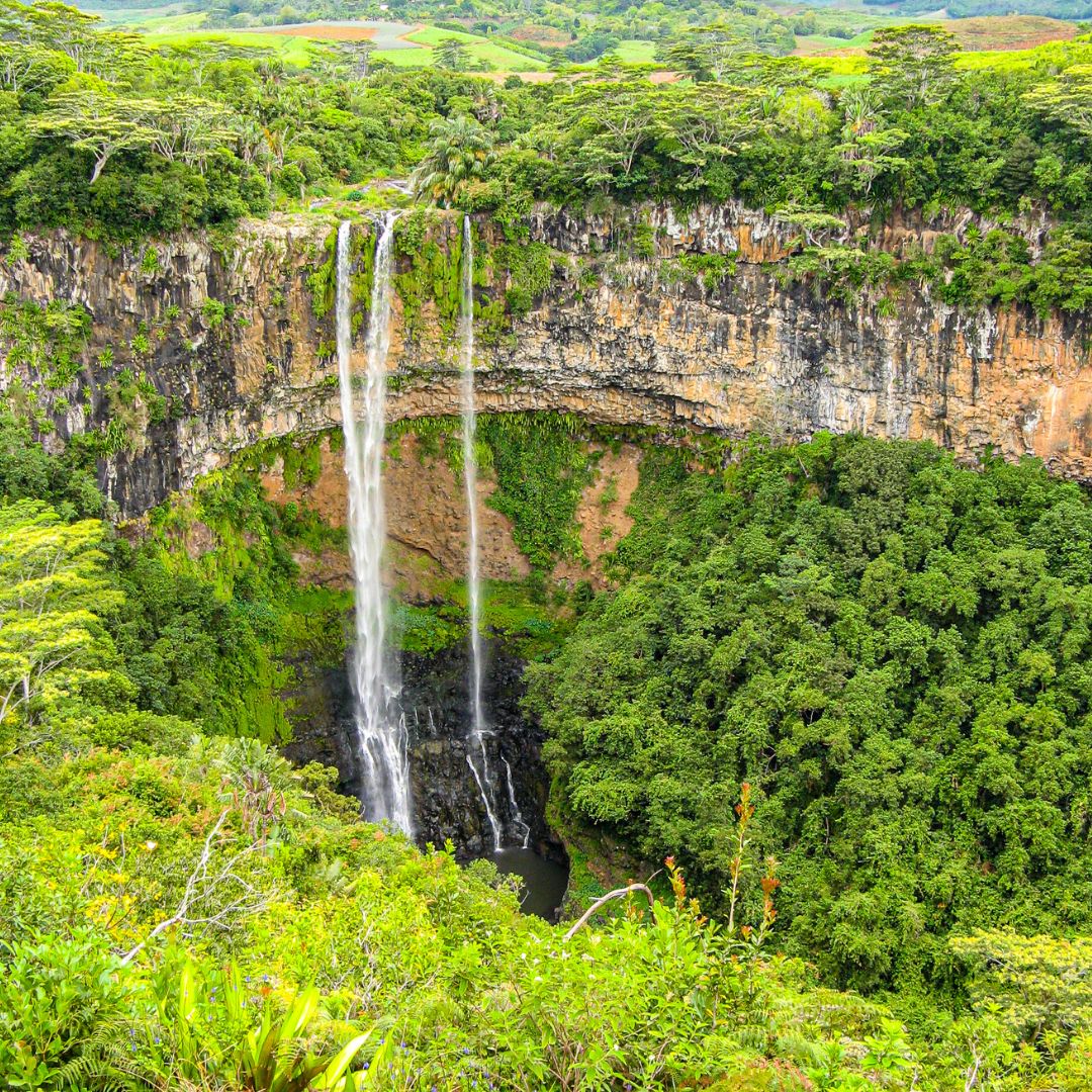 Tamarin